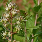 Lawsonia-inermis-henné